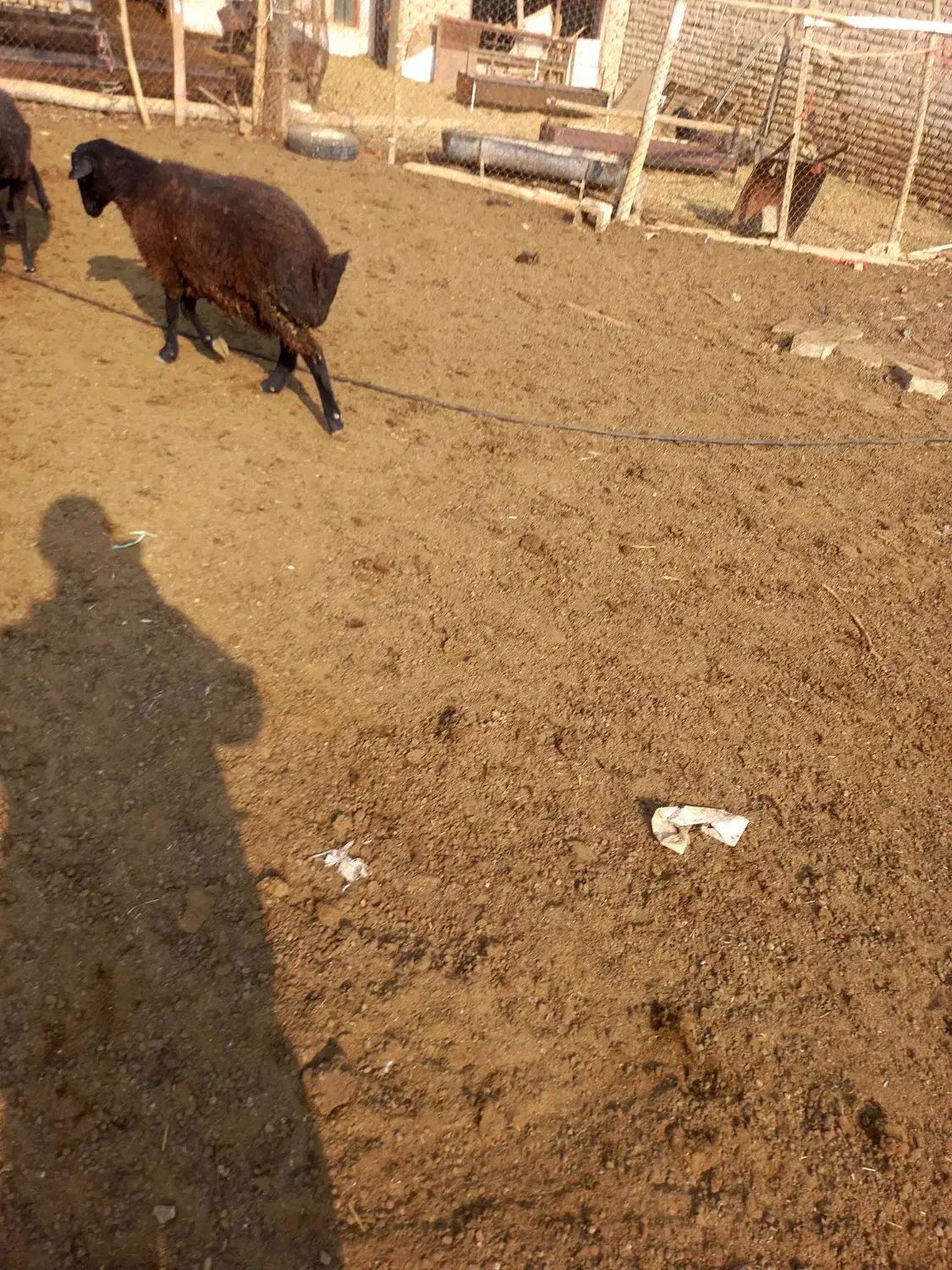 2راس بره نره|حیوانات مزرعه|جوادآباد, |دیوار