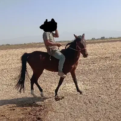 اسب نریان نژاد دره شور|اسب و تجهیزات اسبسواری|کنگاور, |دیوار