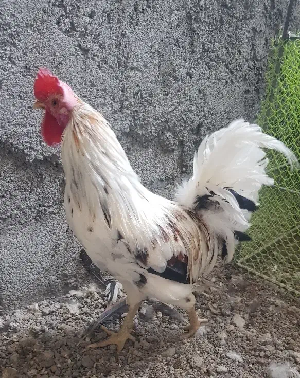 خروس اصیل گلین|حیوانات مزرعه|کرمان, |دیوار