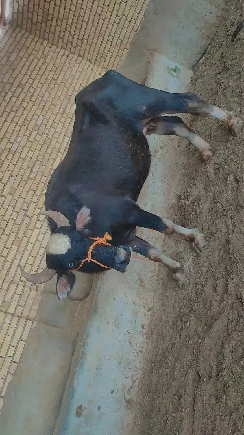 گامویش|حیوانات مزرعه|سوسنگرد, |دیوار