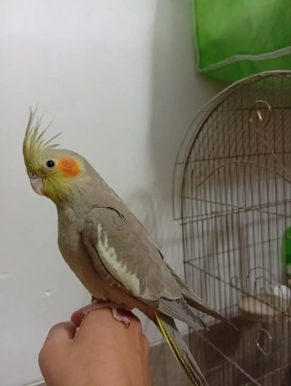 عروس هلندی|پرنده|یزد, |دیوار