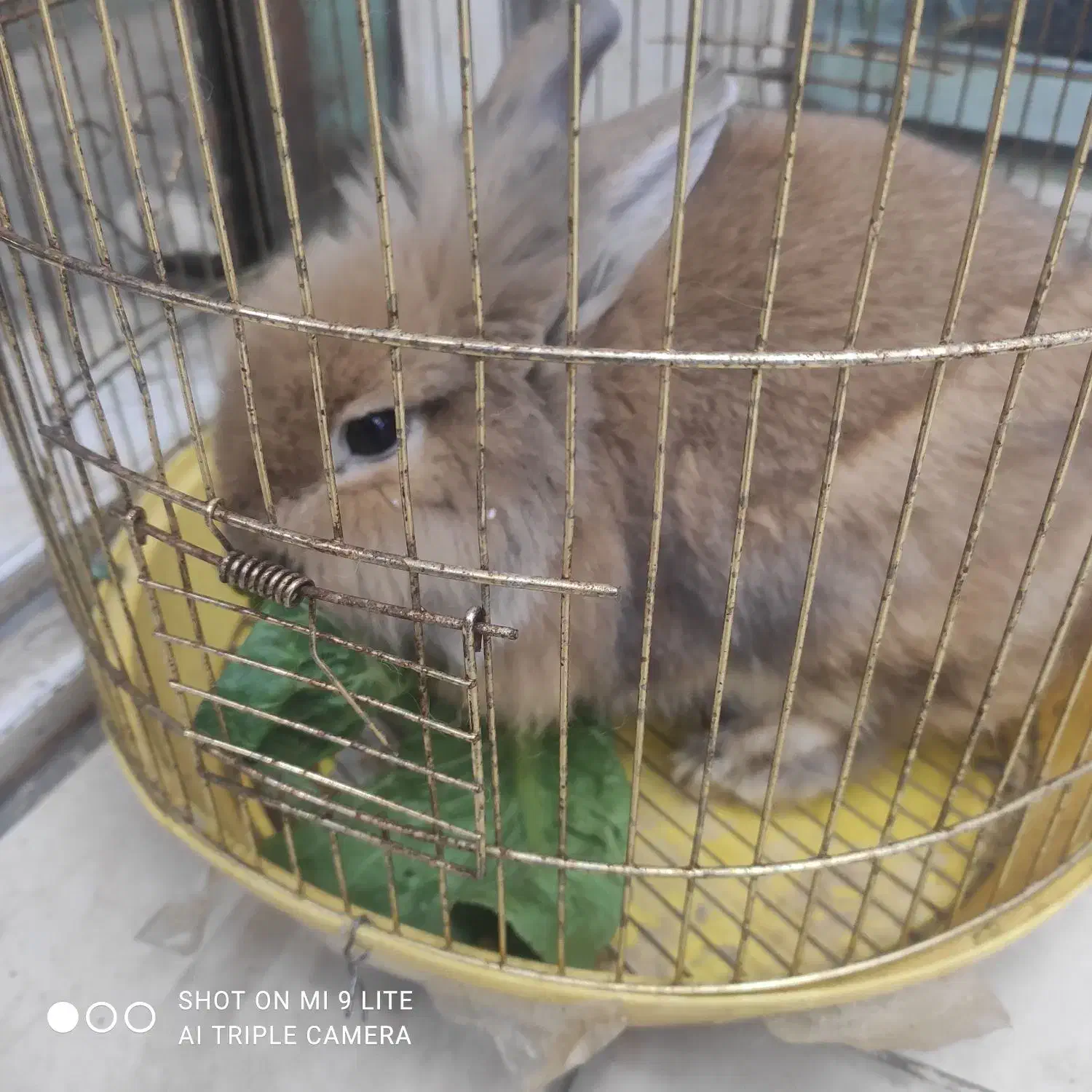 خرگوش لپ|موش و خرگوش|نسیمشهر, |دیوار