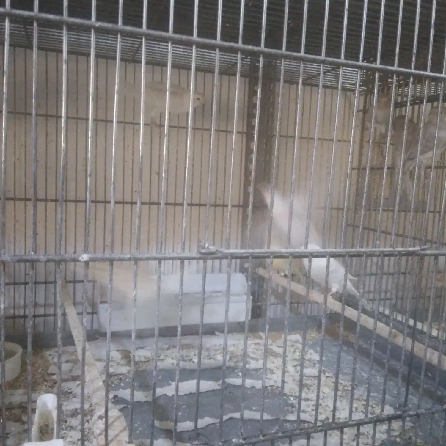 قناری|پرنده|تویسرکان, |دیوار