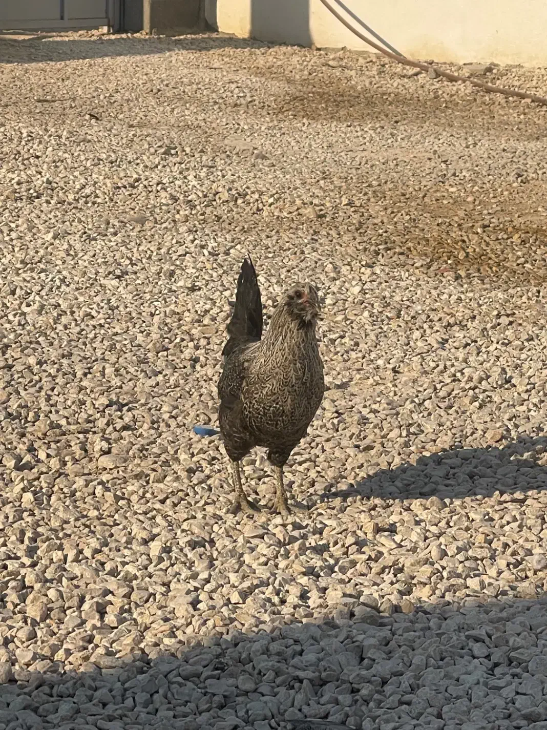 مرغ جوان اول تخم قیمت ۵۰۰|حیوانات مزرعه|گله دار, |دیوار