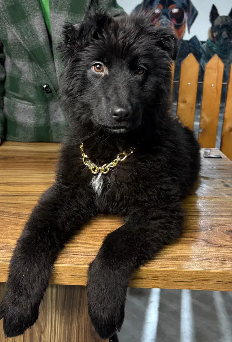 سگ ژرمن توله|سگ|تهران, بوستان چیتگر|دیوار