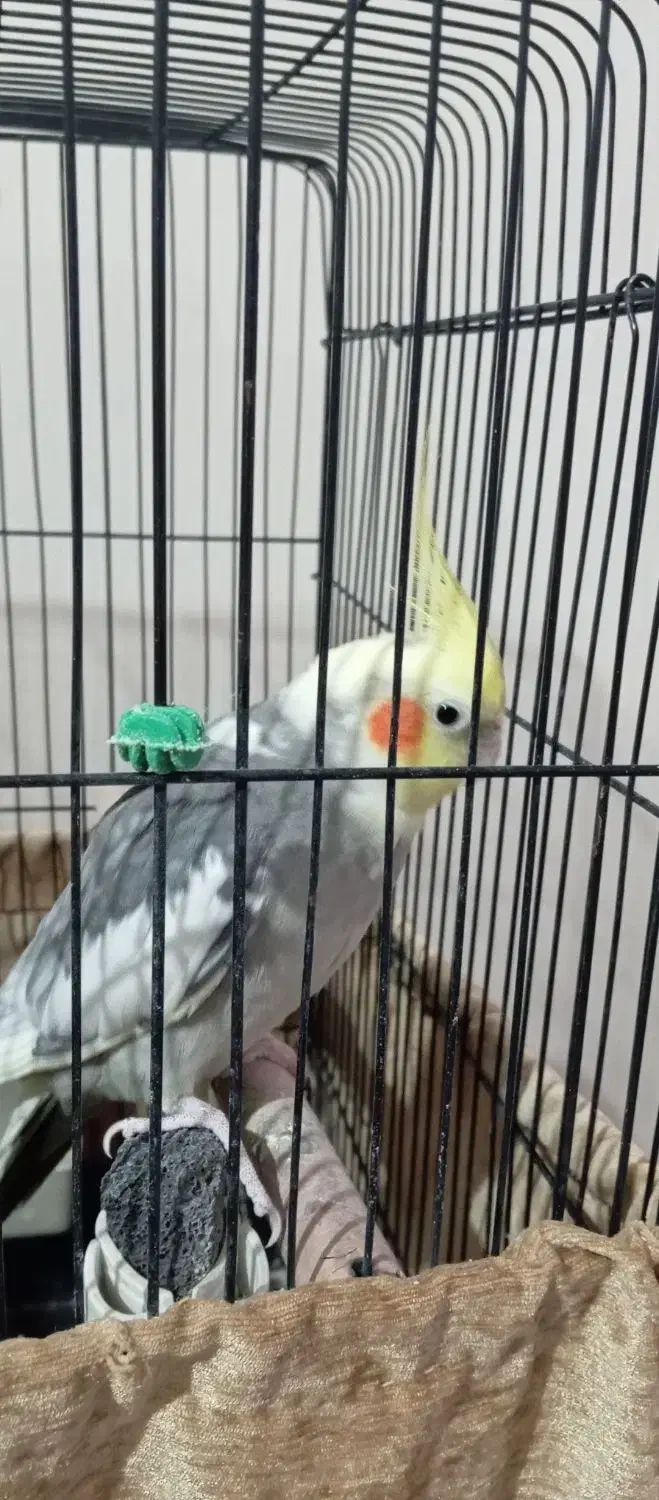 عروس هلندی سخنگو|پرنده|پرند, فاز ۵|دیوار