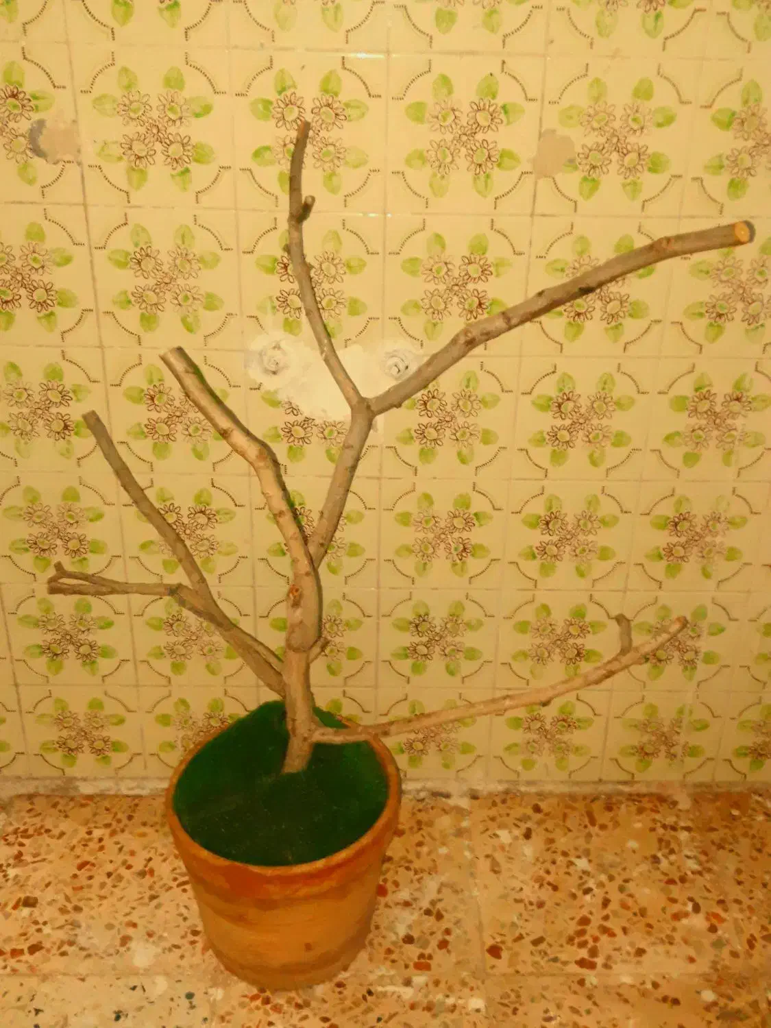 درختچه زیرپای پرنده|لوازم جانبی حیوانات|صحنه, |دیوار