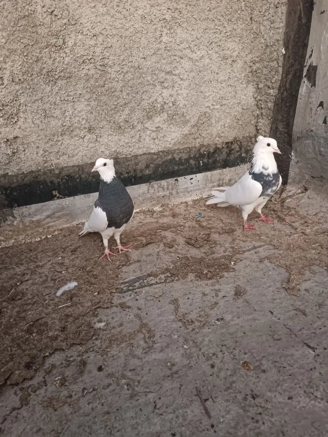 کبوتر طوقی|پرنده|ایذه, |دیوار