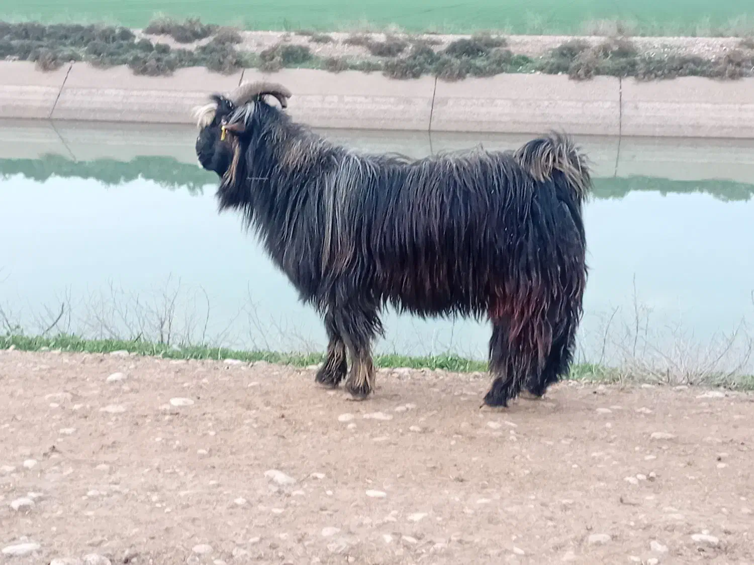 نر بز|حیوانات مزرعه|دزفول, |دیوار