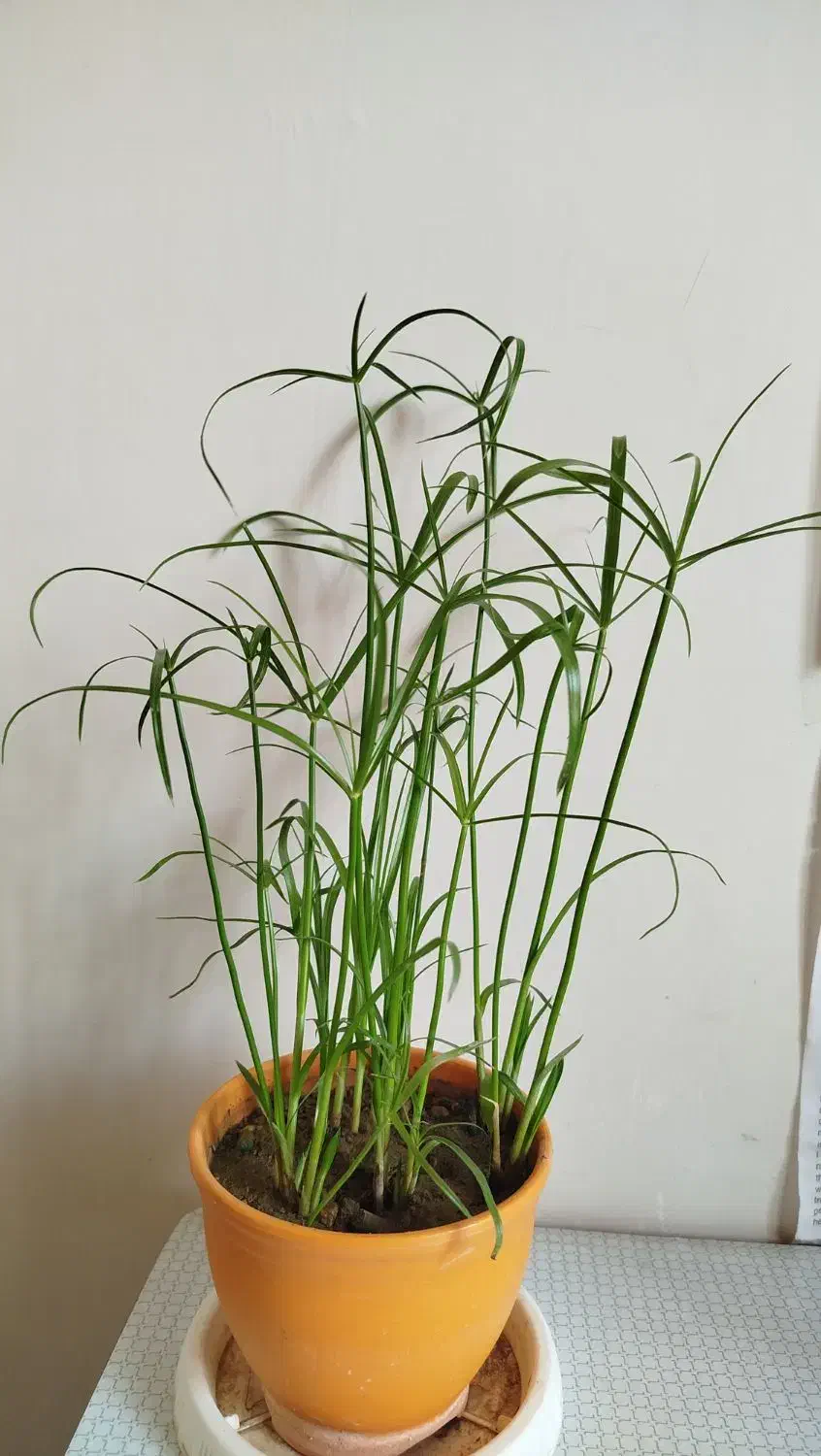 زیبا و خوشکل|عمده‌فروشی|سرپل ذهاب, |دیوار