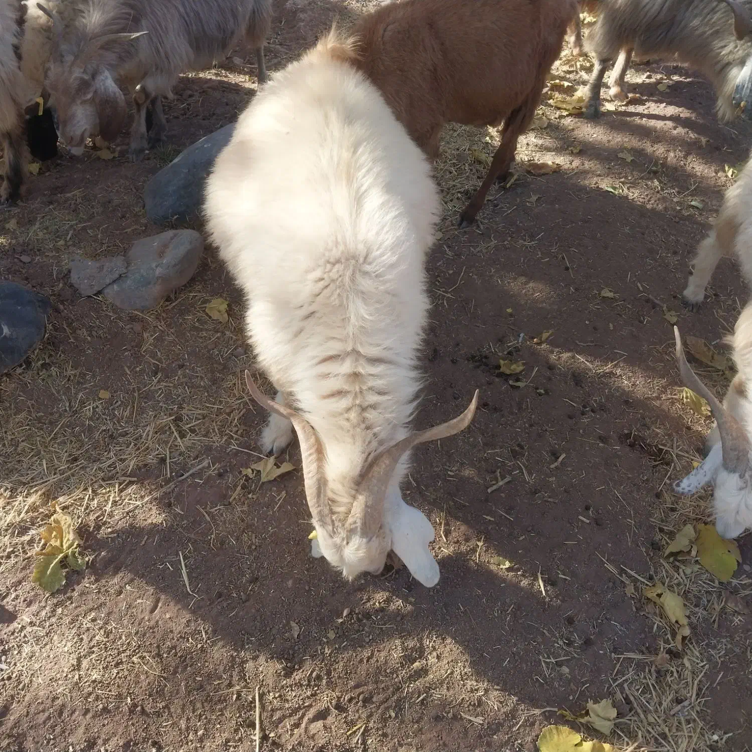 فروش نری بخته|حیوانات مزرعه|رابر, |دیوار