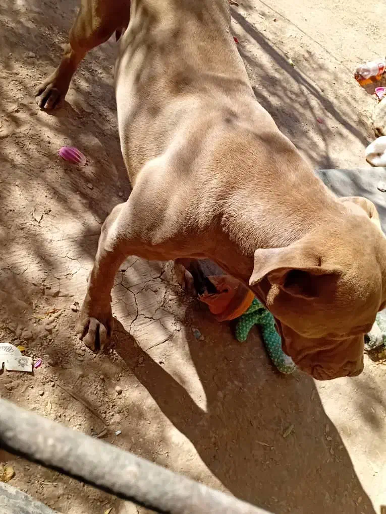 واگذاری سگ پیت بول|سگ|تربت جام, مسکن مهر|دیوار