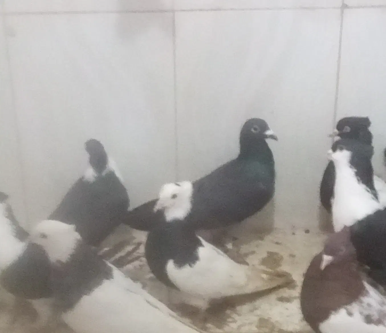 پرندگان|پرنده|خوسف, |دیوار