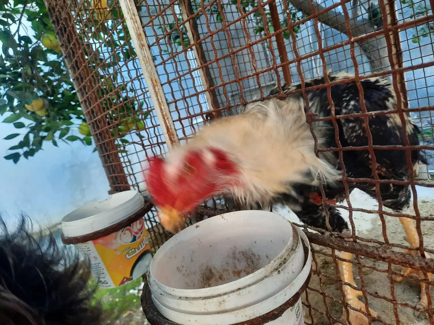 فروش سه عددمرغودوعددخروس نژاد دار لاری|حیوانات مزرعه|امیرکلا, |دیوار