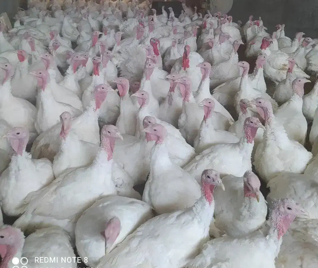 بوقلمون پرواری|حیوانات مزرعه|مشهد, رسالت|دیوار