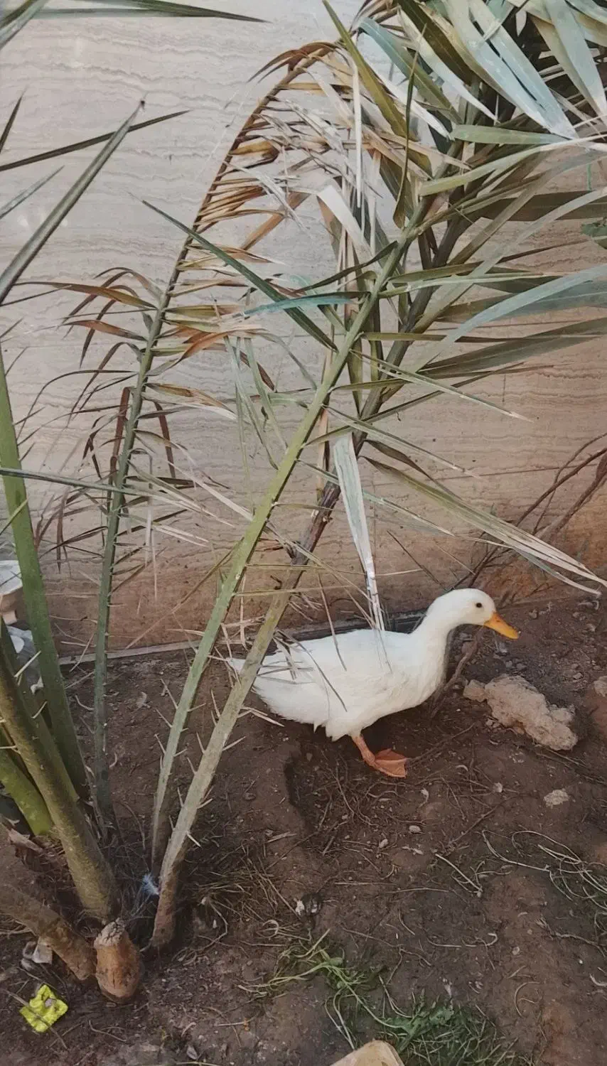 اردک|پرنده|هندیجان, |دیوار