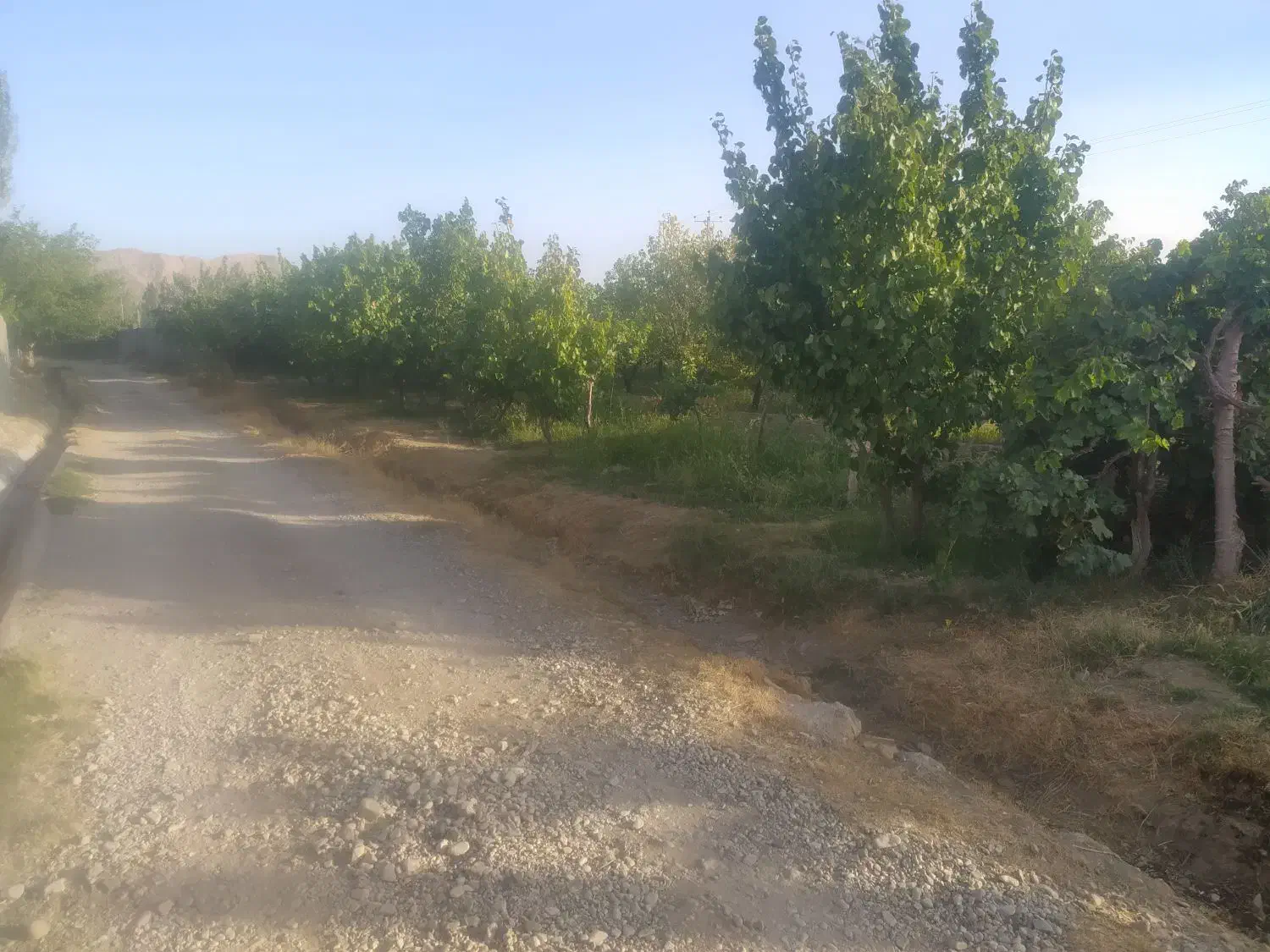 باغ سرسبز|فروش دفتر صنعتی، کشاورزی، تجاری|شاهرود, |دیوار