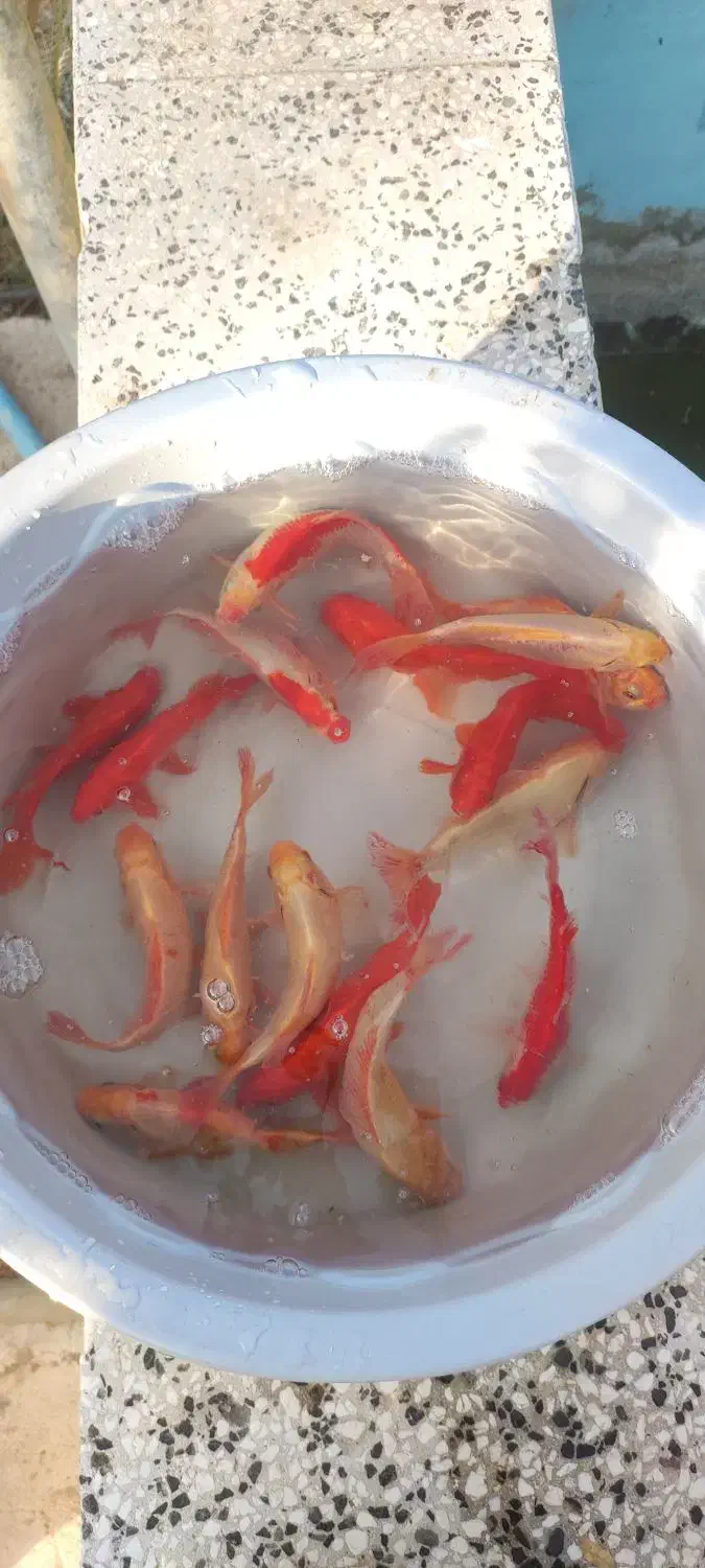 ماهی مولد|ماهی|سبزوار, صالح آباد|دیوار