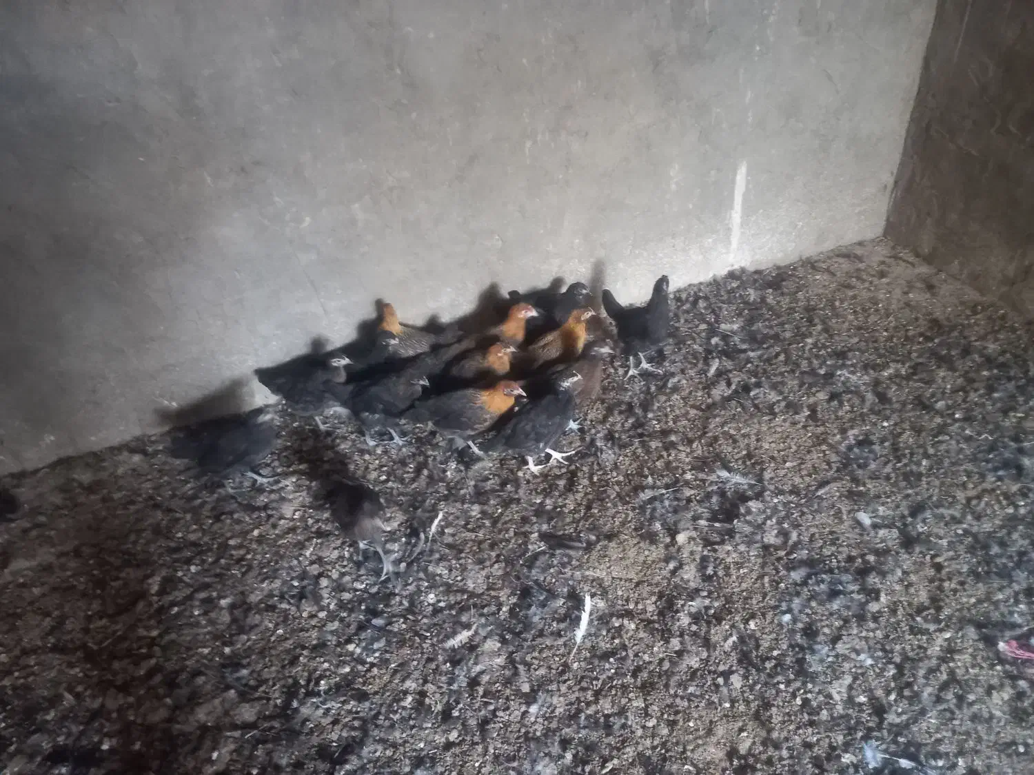 باسلام فروش جوجه مرغ به فروش میرسد|حیوانات مزرعه|اردکان, |دیوار