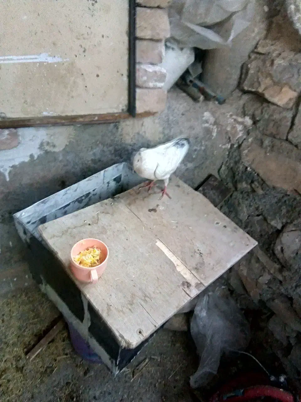 کبوتر  و ارک|پرنده|جوانرود, |دیوار