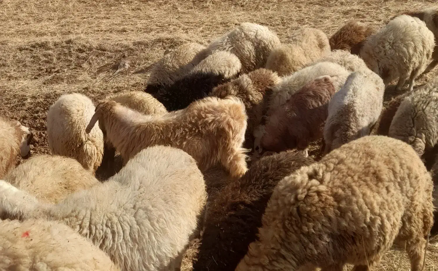 بزغاله نر جوان|حیوانات مزرعه|فیروزآباد, |دیوار