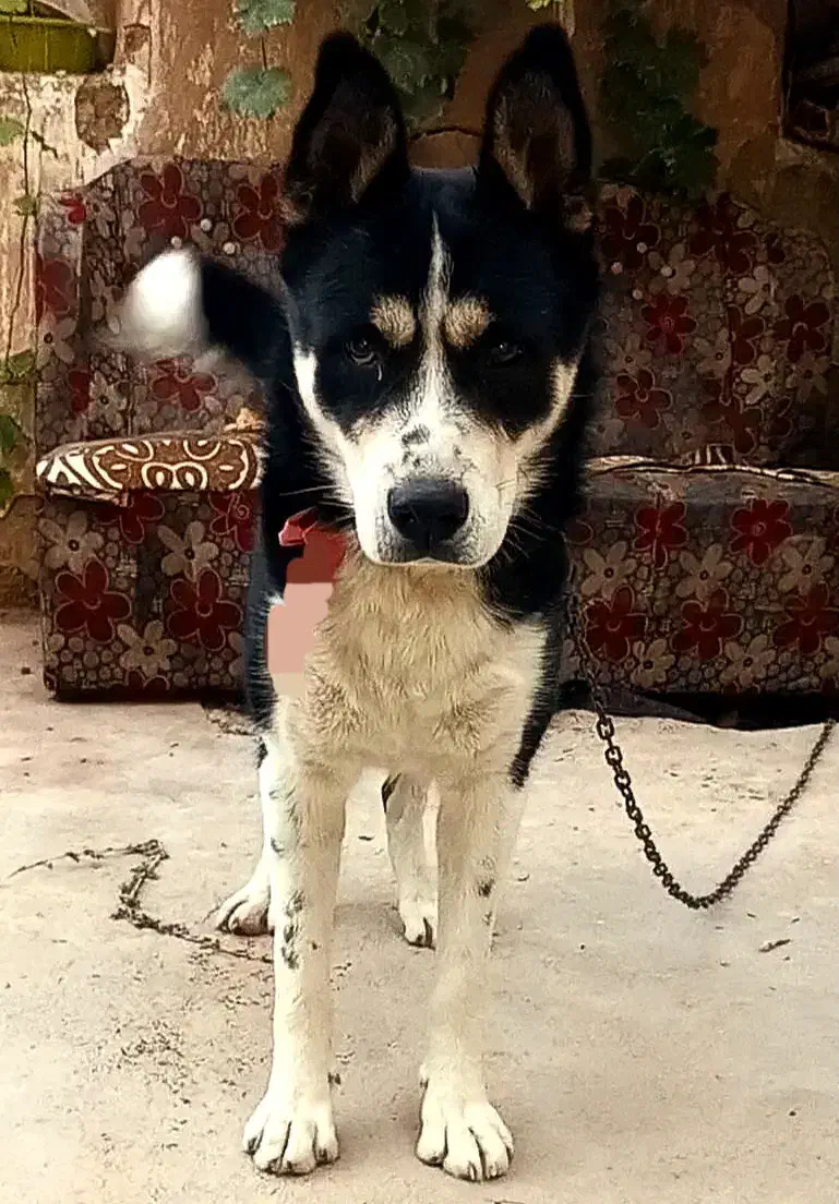 دوبرمن اسکی نر|سگ|بجنورد, |دیوار