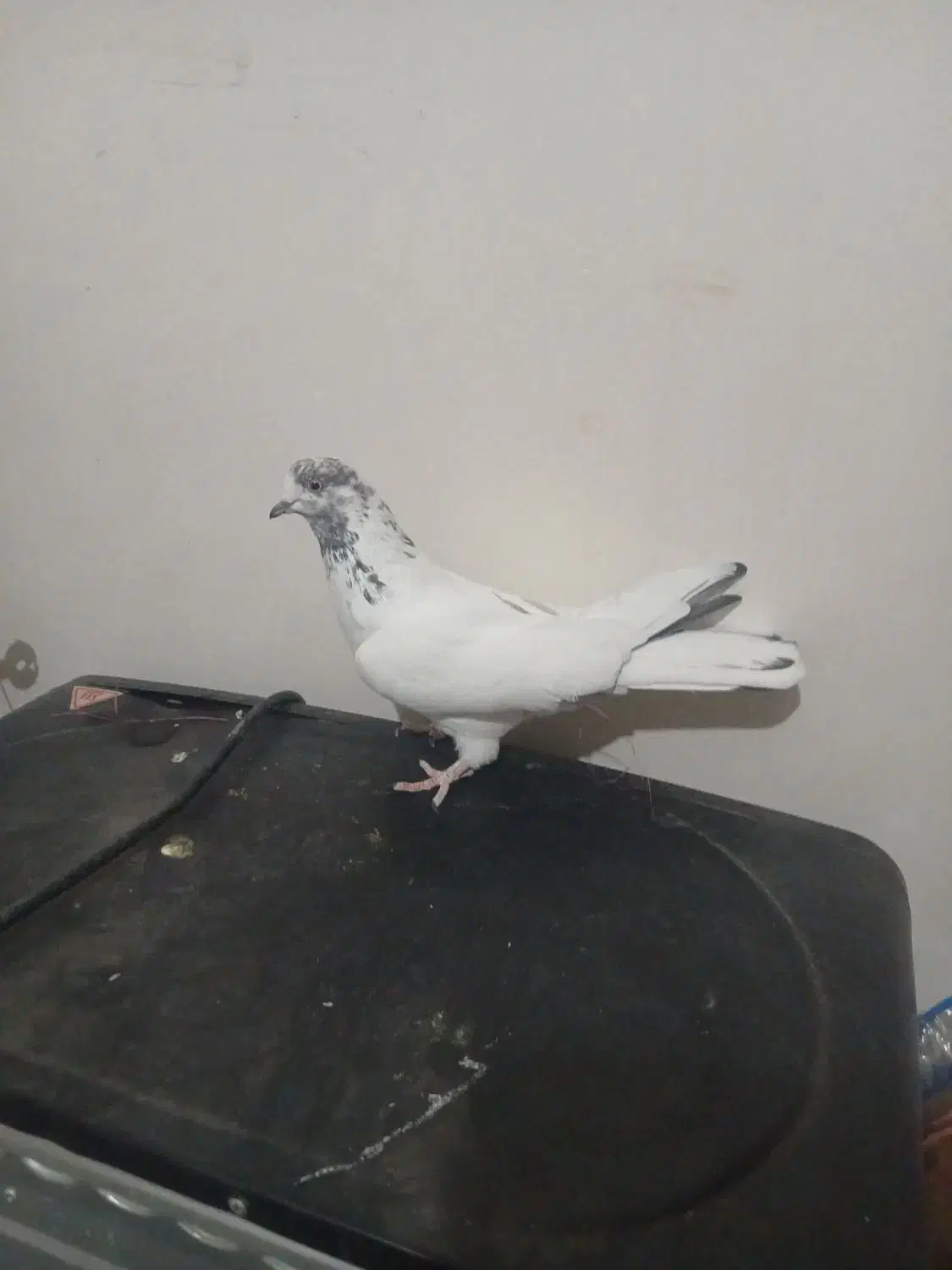 کفتر پرستی|پرنده|برخوار, |دیوار