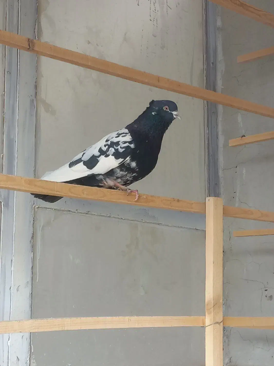 کله دم سیاه|پرنده|فرخشهر, |دیوار