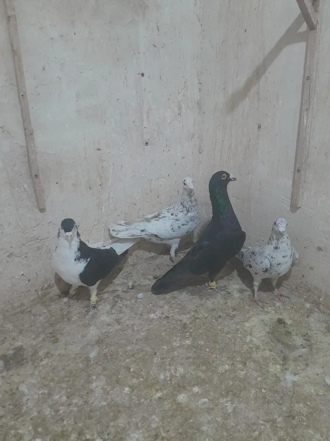 کبوتر|پرنده|قزوین, |دیوار