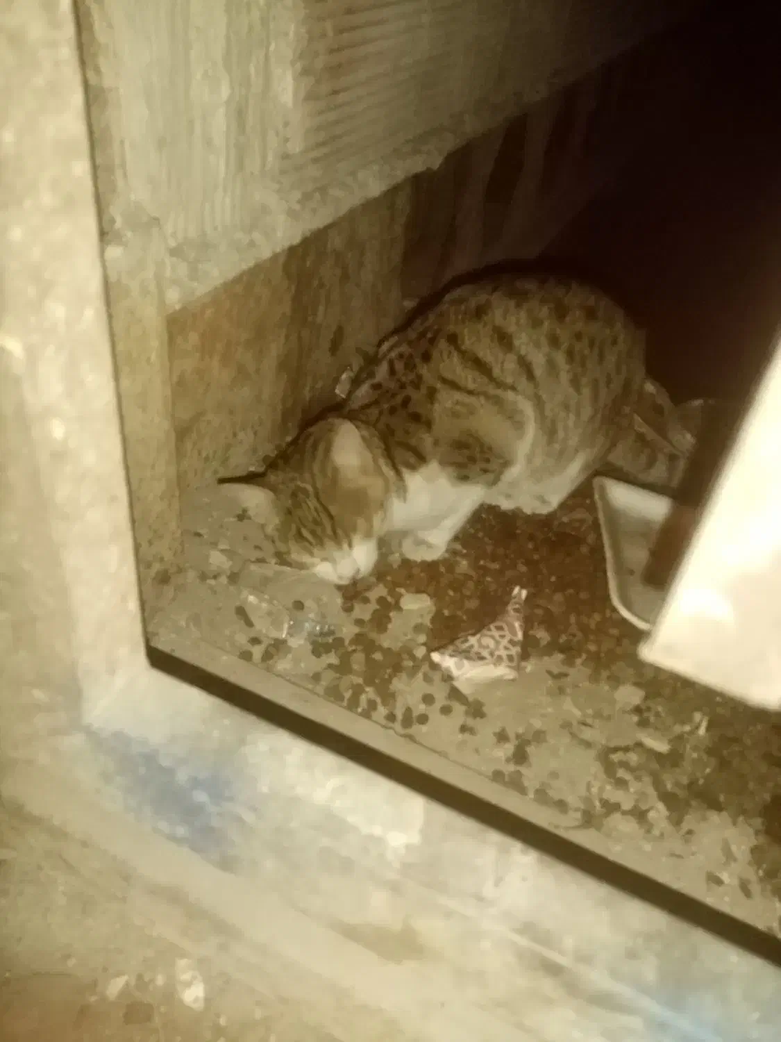 گربه خونگی پیدا شده|حیوانات|ارومیه, |دیوار