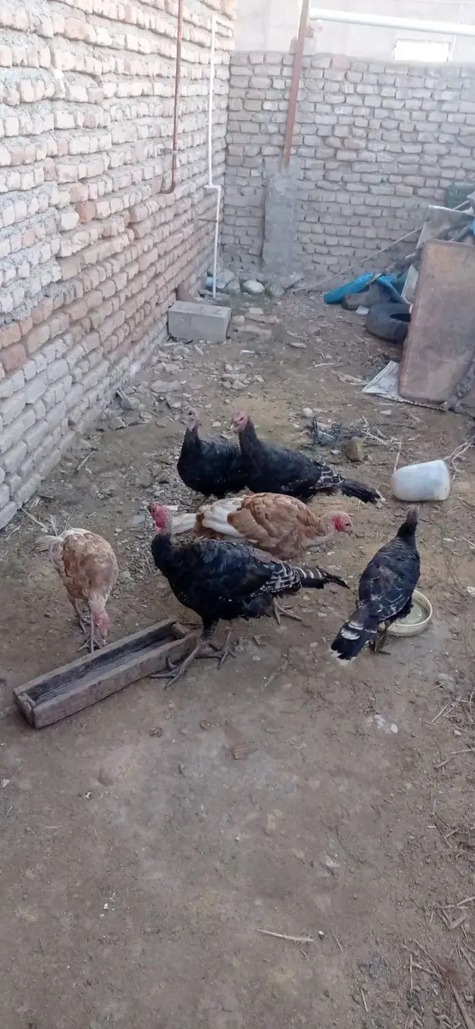 بوقلمون برنزه و بوربون|حیوانات مزرعه|گرگان, |دیوار