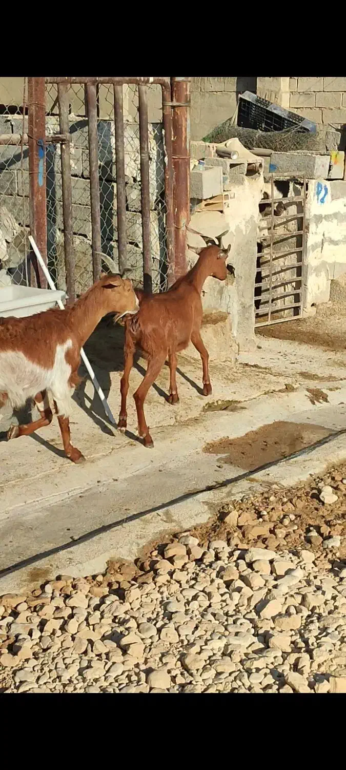 بز زاییده|حیوانات مزرعه|بهبهان, |دیوار