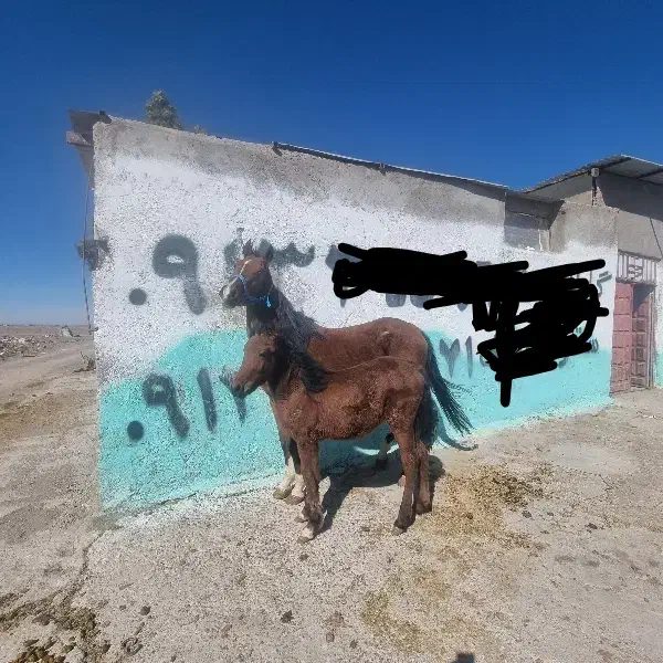 اسب|اسب و تجهیزات اسب‌سواری|سیرجان, |دیوار