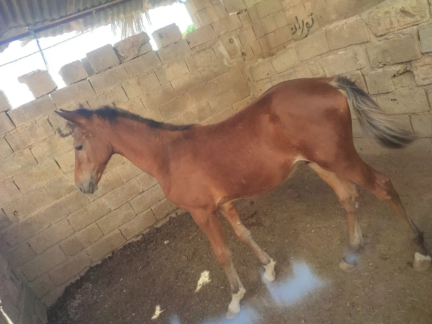 اسب|اسب و تجهیزات اسبسواری|شادگان, |دیوار