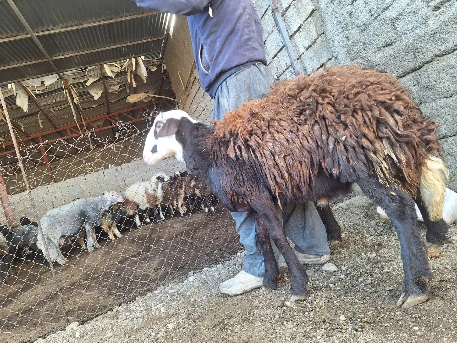 فروش دو راس بره قوچ اصل افشاری بدون عیب و نقص|حیوانات مزرعه|صحنه, |دیوار