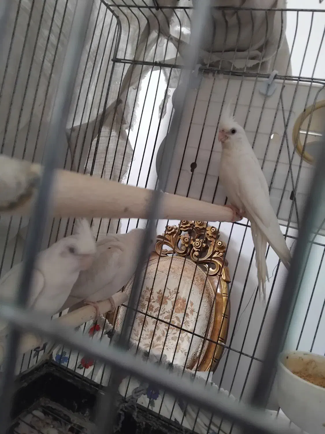 عروس هلندی|پرنده|جوادآباد, |دیوار