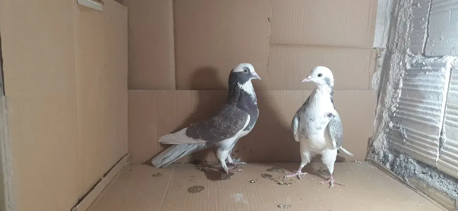 فروشی|پرنده|باغ حلی, |دیوار