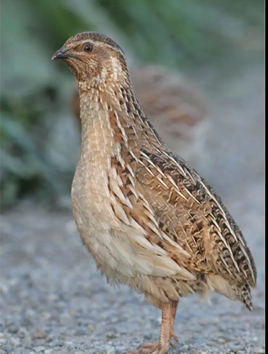 بلدرچین|حیوانات مزرعه|نگین شهر, |دیوار