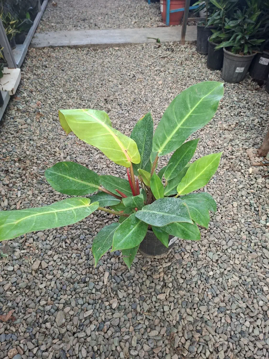 فیلودندرون پرتقالی|گل و گیاه طبیعی|تهران, عباسآباد|دیوار