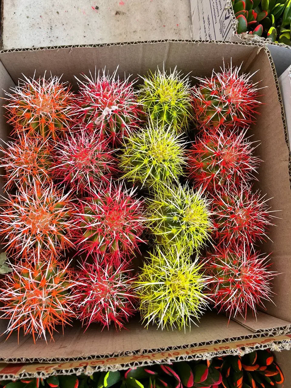 گیاهان اپارتمانی|گل و گیاه طبیعی|تهران, اکباتان|دیوار