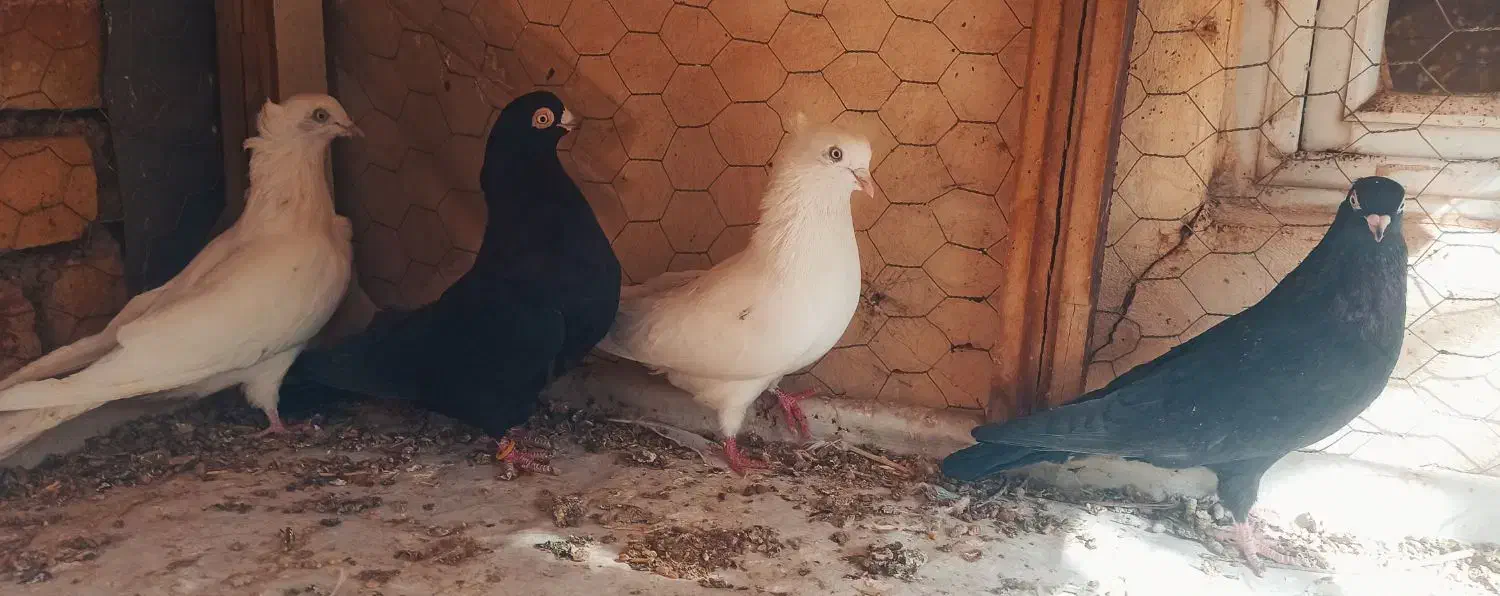 کبوتر فیت چشم نوک صفید|پرنده|شهرکرد, |دیوار