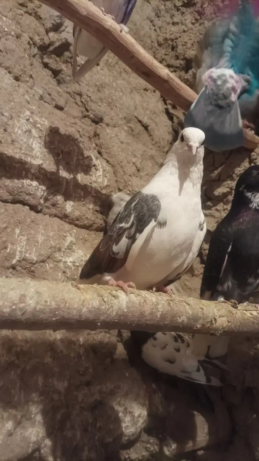 صید شده|پرنده|اردبیل, |دیوار