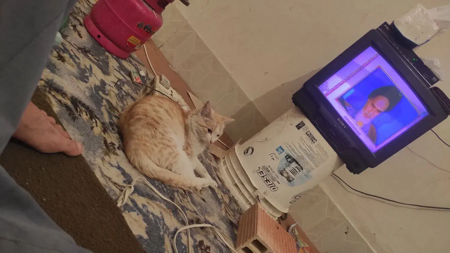 گربه گمشده|حیوانات|زابل, |دیوار