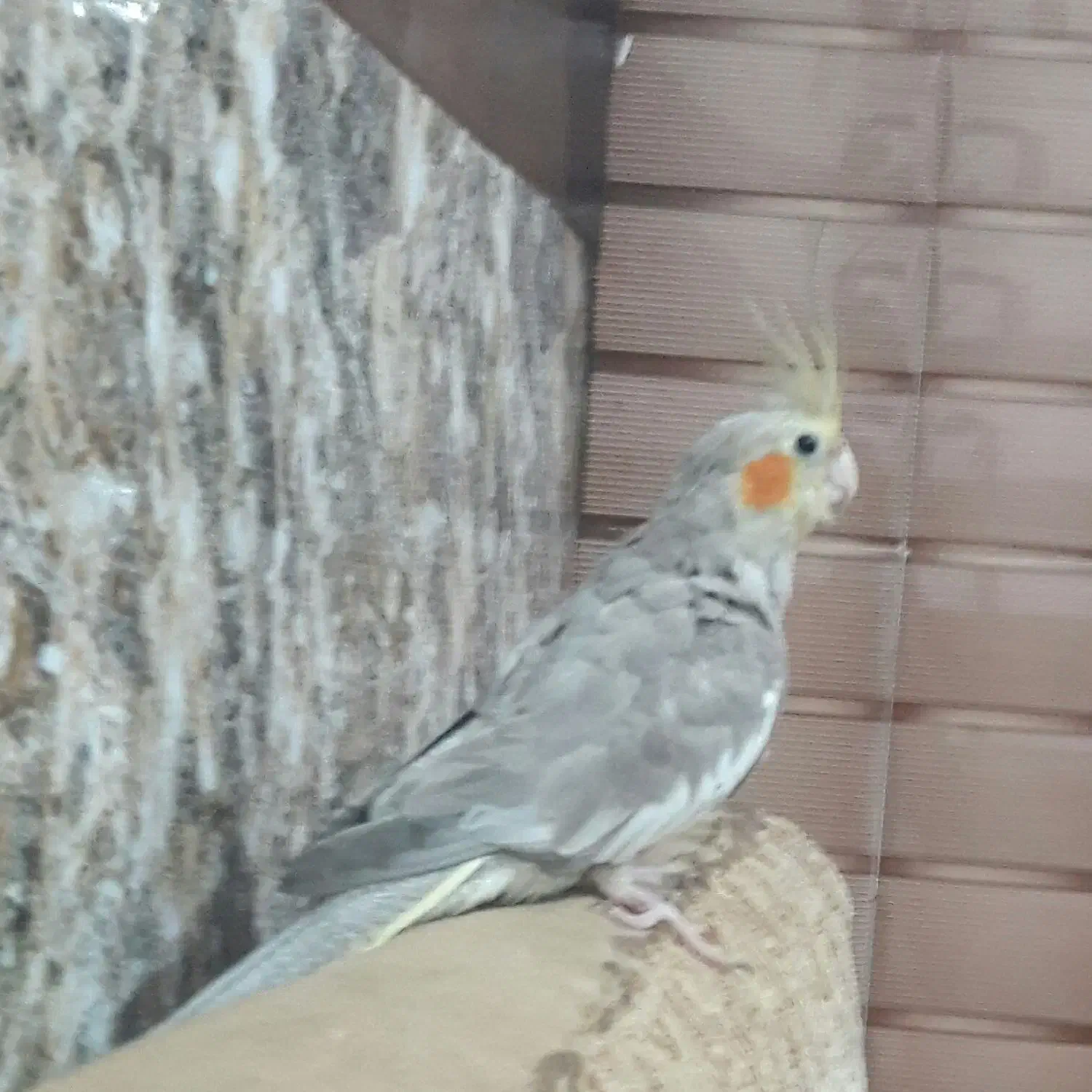 عروس هلندی|پرنده|خرمشهر, |دیوار