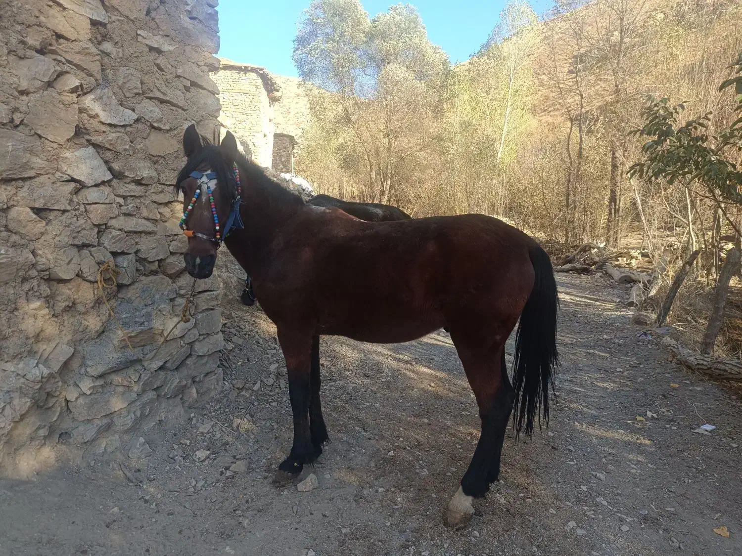 اسب کورو|اسب و تجهیزات اسبسواری|سرشیو, |دیوار