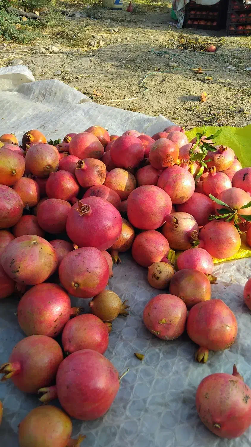 انار|خوردنی و آشامیدنی|کوهنانی, |دیوار