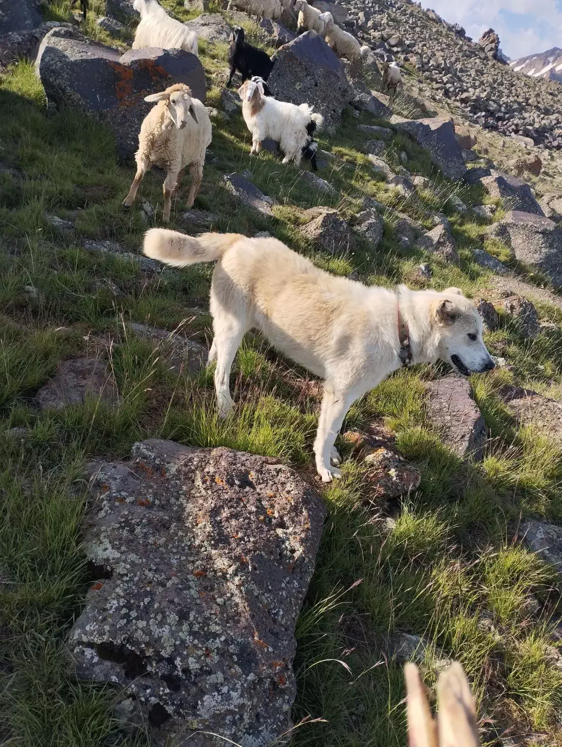 سگ نر|سگ|مشگین شهر, |دیوار