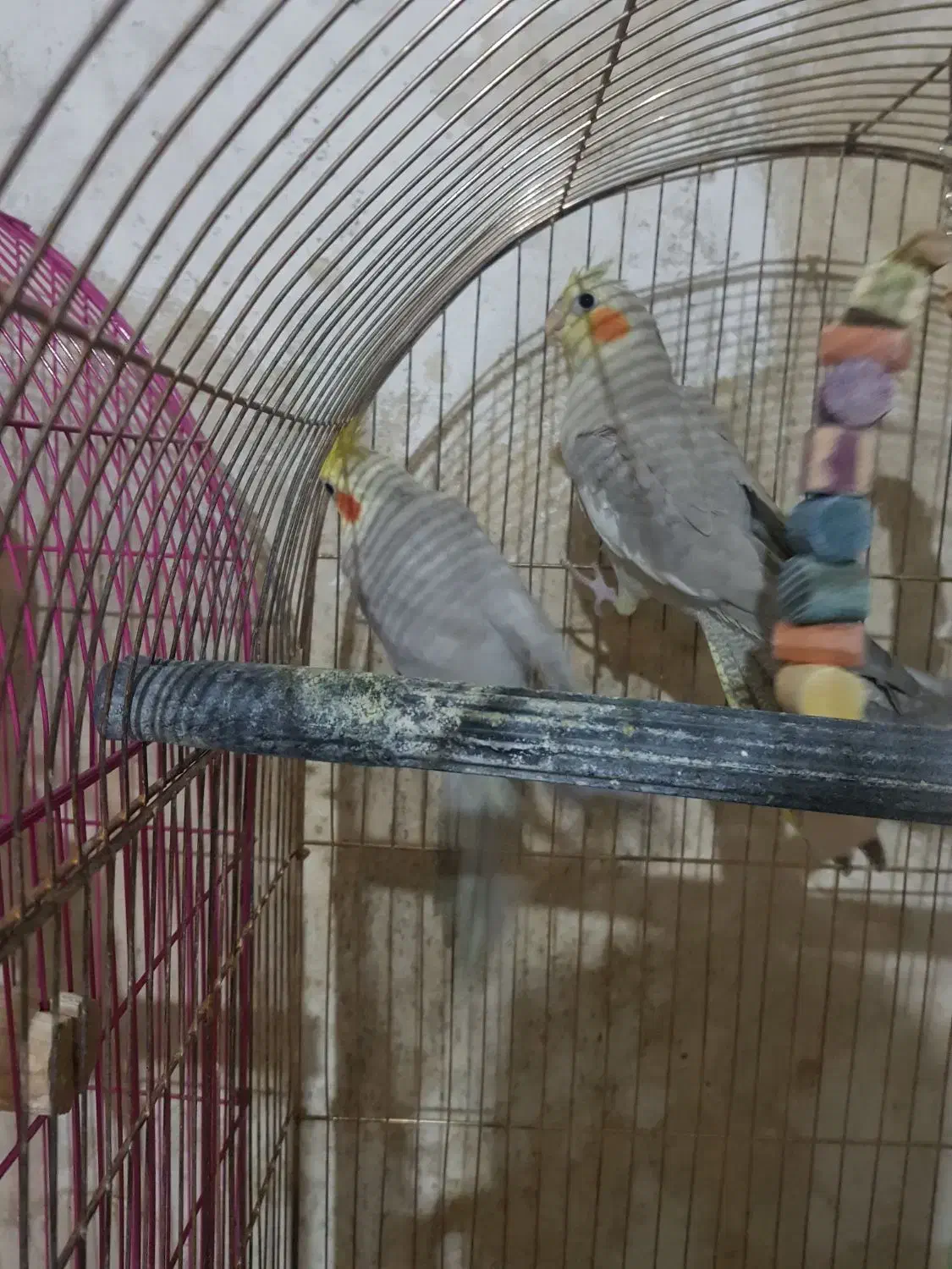 عروس هلندی جفت مولد|پرنده|ساوه, |دیوار