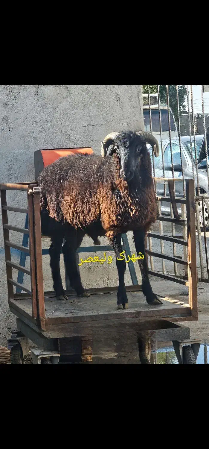 گوسفند زنده تمام نقاط تهران سرویس رایگان|حیوانات مزرعه|تهران, صادقیه|دیوار