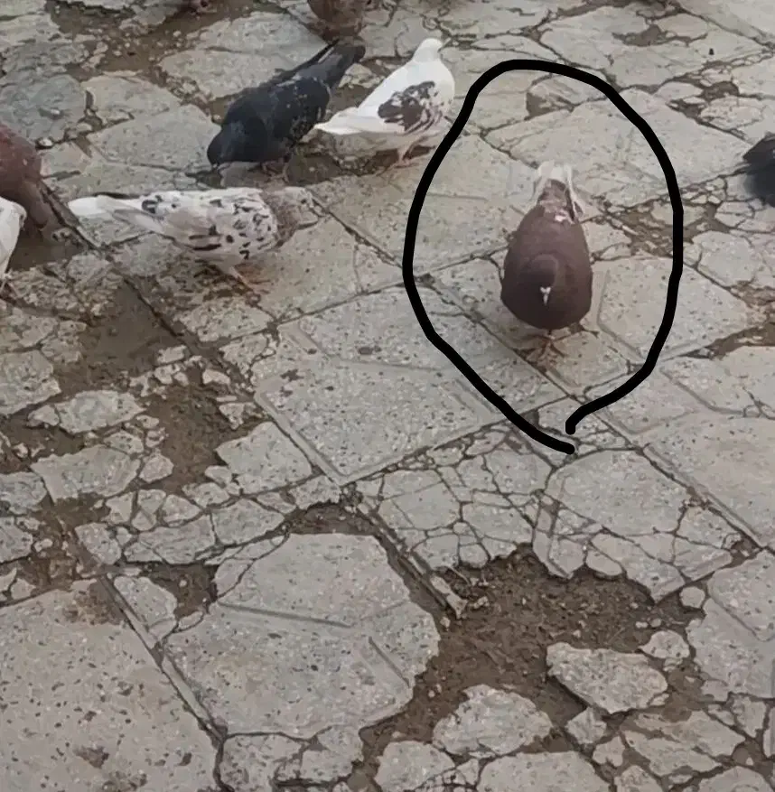 کبوتر|حیوانات|شاهنجرین, |دیوار